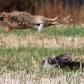 Chybiony atak jatrzębia na zająca. (Fot. Pav Lucistnik)